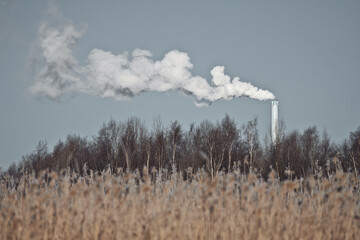 Thick white smoke rising from smokestack behind reeds and forest in Espoo, Finland on extremely cold winter morning.