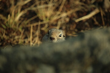 Obraz premium A Wyoming ground squirrel plays peekaboo