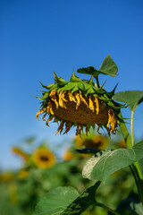 Mature sunflowers. Beautiful fields with sunflowers in summer.