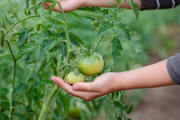 Unripe, green tomato on a branch in a farm garden. Green tomatoes on a bush, the cultivation of selected tomatoes in a greenhouse.