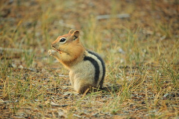 Golden Mantled Ground Squirrel in grass