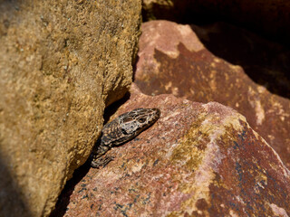 a lizard on a stone