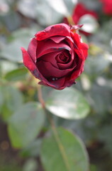Pink rose flower close-up photo with blurred dark green background. Stock photo of gentle blooming plant.