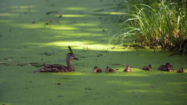 A duck with ducklings feed in a swamp. Wild birds have adapted to life next to humans.