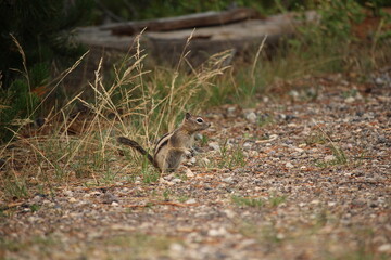 Small ground squirrel on forest floor
