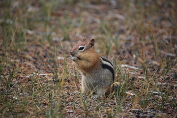 Golden Mantled Ground Squirrel in grass