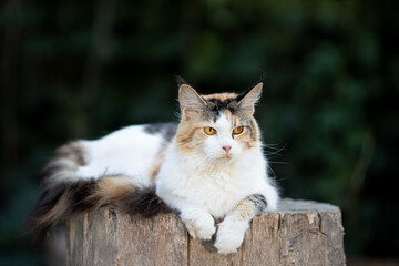 Tortoiseshell cat maine coon is sitting on tree stump. Outdoor portrait of american coon cat.