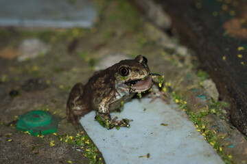 The European common spadefoot (lat. Pelobates fuscus), of the family Pelobatidae.