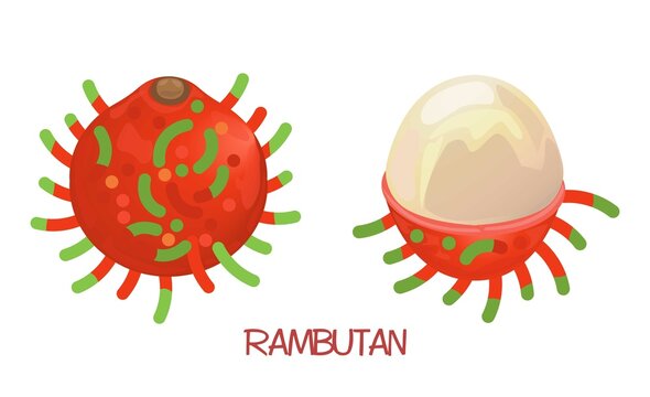 Rambutan Illustration. Fresh Rambutan Fruit Doodle. Nephelium lappaceum. Lichas. Mam&oacute;n chino