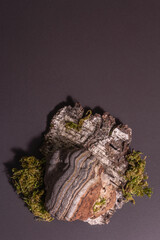 Mushroom tinder fungus or Fomes fomentarius