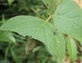 Close up of a wild leaf with a tiny flying insect ready to suck the sap