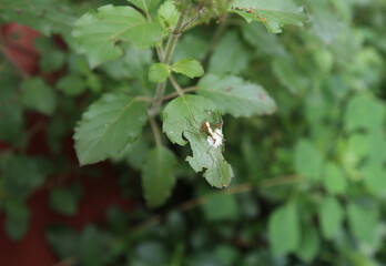 Close up of a yellow female spider with a white stripe on its back on a holy basil leaf with its eggs