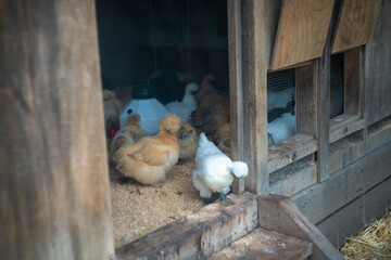 オーストラリアのシドニーにあるタロンガ動物園などを観光している風景 Scenes of sightseeing at Taronga Zoo and other places in Sydney, Australia.