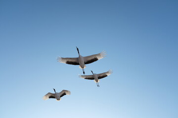 birds in flight