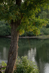 tree next to river in the summer at the park morning mist nature 