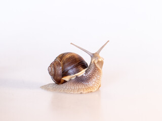 snail on a white background