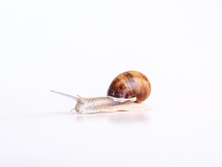 snail on white background