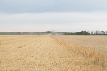 combining a wheat field at harvest time