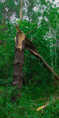złamane drzewo w lesie - obrazy, fototapety, plakaty