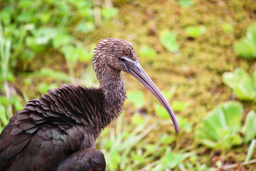 glossy ibis
