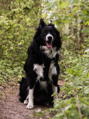 border collie