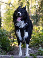 border collie