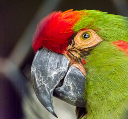 close up of a parrot