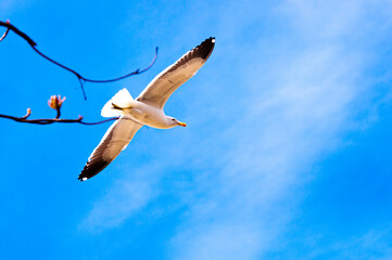 Gaivota voando.