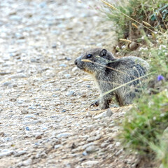 Marmotte dans les Alpes du Sud en France