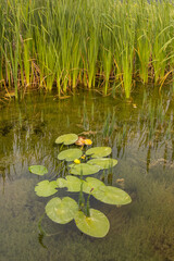 Lily pads with flower on a lake.