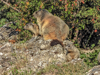 Marmotte dans les Alpes du Sud en France