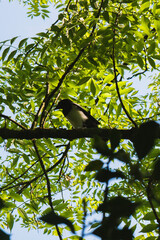 oiseau sur une branche