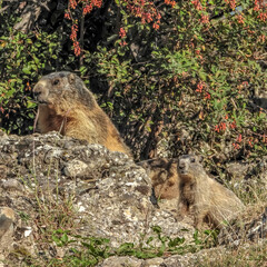 Marmotte dans les Alpes du Sud en France