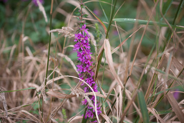 loosestrife and dried grasses