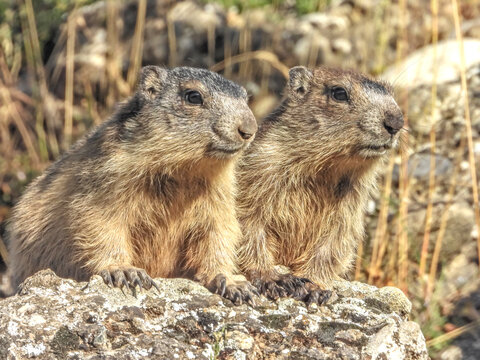 Marmotte dans les Alpes du Sud en France