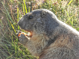 Marmotte dans les Alpes du Sud en France