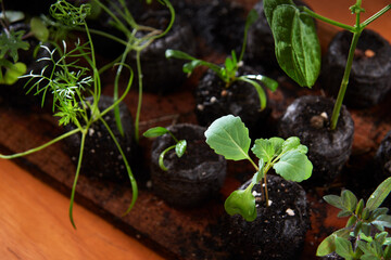 Viveiro de mudas de hortaliças e temperos com destaque a uma muda de couve