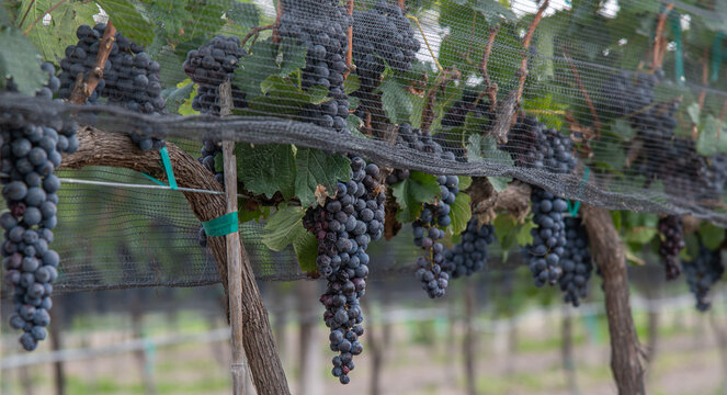 Uvas en parra en vi&ntilde;edo