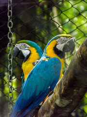 blue and yellow macaw