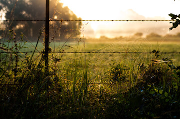 spider web in the fence sunrise 
