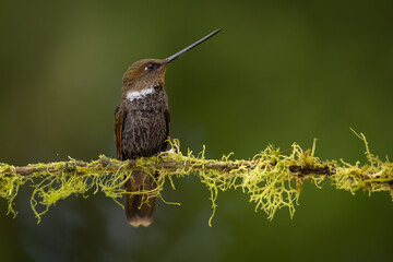 Brauner Andenkolibri (Brown inca) Ecuador
