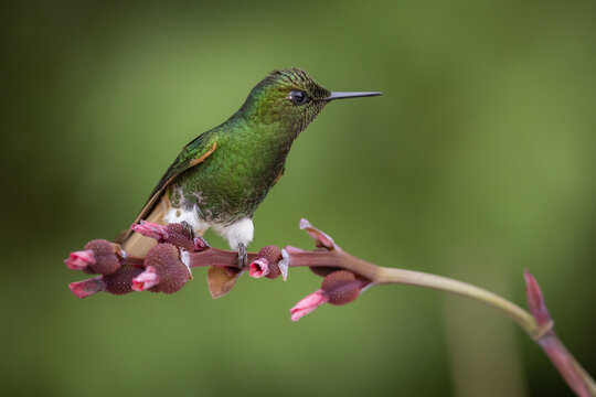 Fahlschwanzkolibri (Buff-tailed coronet) Ecuador