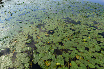 pond with water lilies