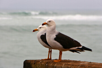Seagulls at the beach
