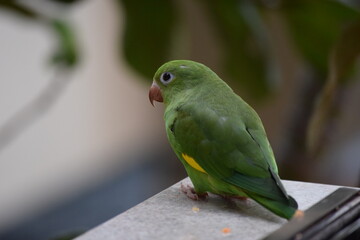 periquito na janela