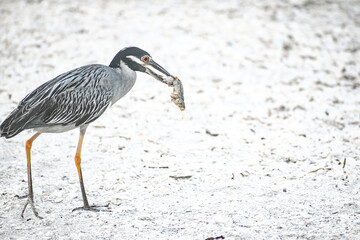 ellow-crowned night heron fishing in Sanibel island