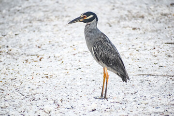 ellow-crowned night heron fishing in Sanibel island