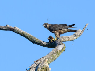 Peregrine Falcon Standing on Dead Tree Branch and Eating a Bird on Blue Sky