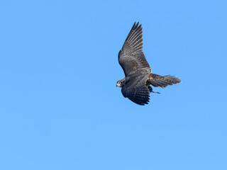 Peregrine Falcon Flying with Prey on Blue Sky