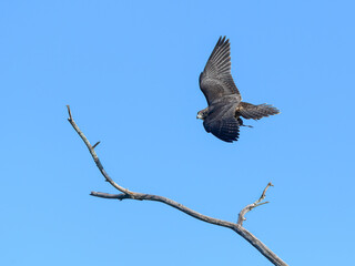 Peregrine Falcon Flying with Prey on Blue Sky